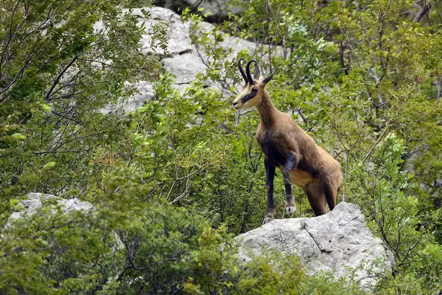Northern Velebit National Park Animals