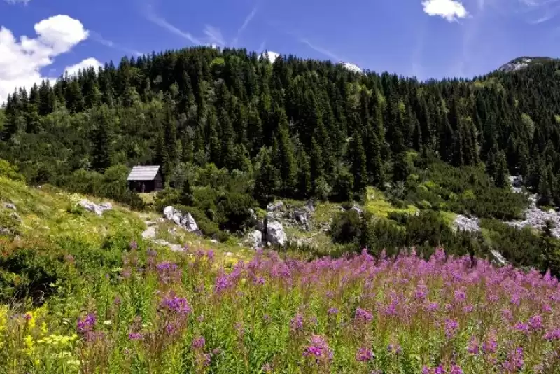 Northern Velebit National Park Biology