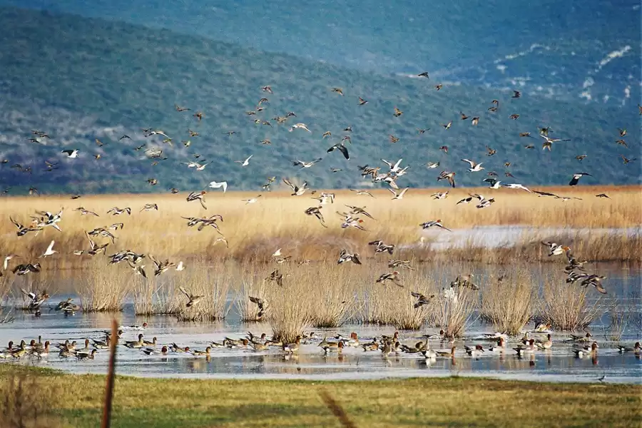 Vrana lake ornithological reserve