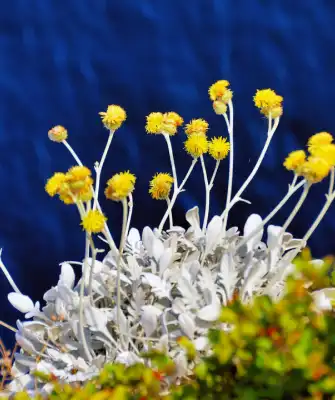 Days of island Dugi otok Herbs