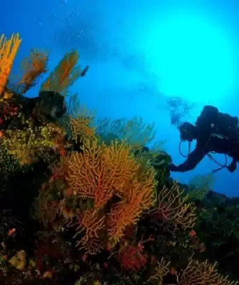 Scuba Diving